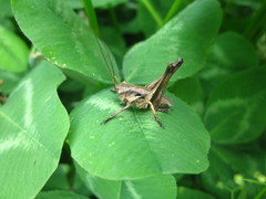 Atlanticus kiangsu