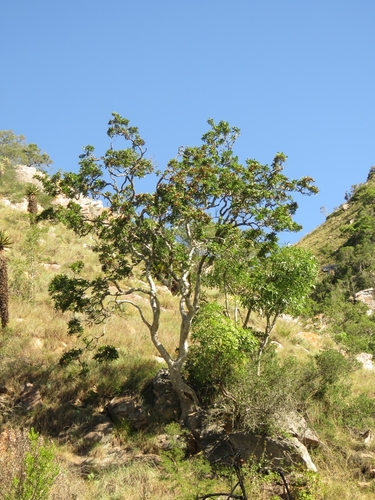 Cape Krantz Ash (Atalaya capensis)