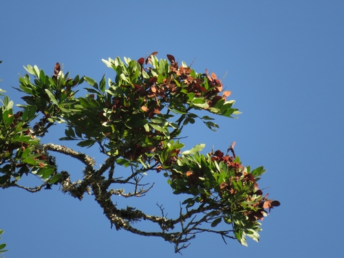 Image of Atalaya capensis by (c) Christiaan Viljoen, some rights reserved (CC BY)