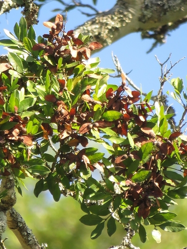 Image of Atalaya capensis by (c) Christiaan Viljoen, some rights reserved (CC BY)