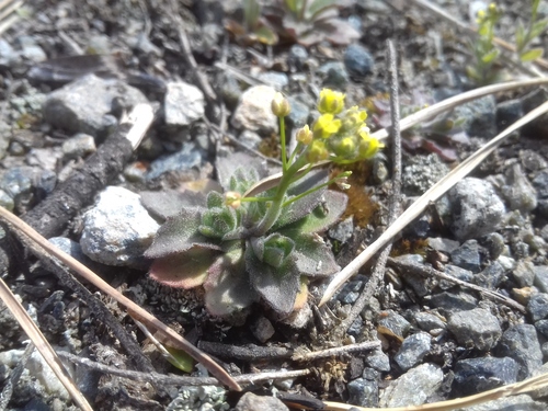 Woodland draba (Draba nemorosa)
