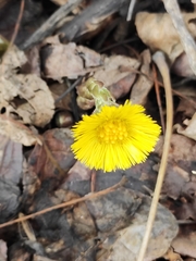 Tussilago farfara