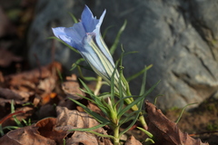 Gentiana sino-ornata
