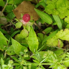 Potentilla hebiichigo