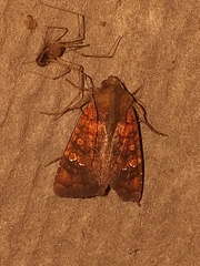 Eriopyga ditissima