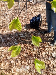 Fagus sylvatica
