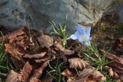 Gentiana sino-ornata