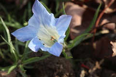 Gentiana sino-ornata