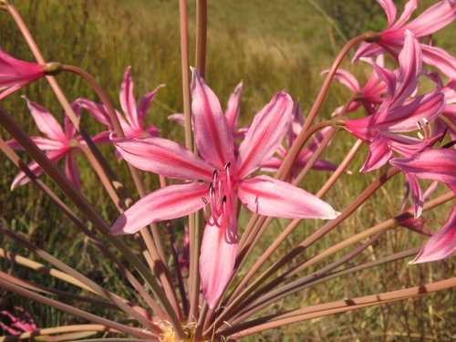 Brunsvigia grandiflora