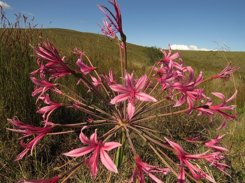 Brunsvigia grandiflora