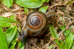 Ariophantidae