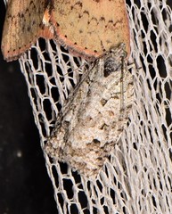 Acropolitis canana