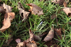 Gentiana sino-ornata