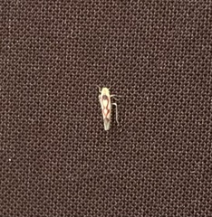 Zygina flammigera