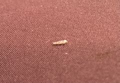 Zygina flammigera