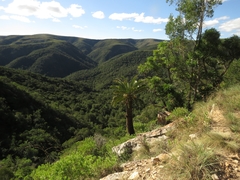 Encephalartos longifolius