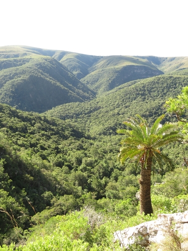 Image of Encephalartos longifolius by (c) Christiaan Viljoen, some rights reserved (CC BY)