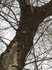 Fringilla coelebs