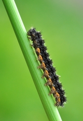 Eilema lurideola