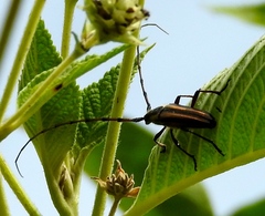 Sphaenothecus trilineatus