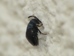 Eugahania fumipennis