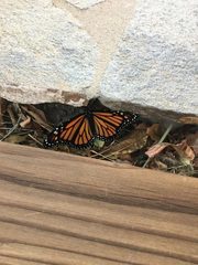 Danaus plexippus