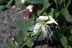 Capparis spinosa