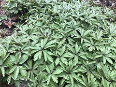 Anemonoides uralensis