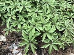 Anemonoides uralensis