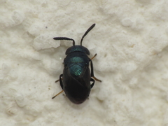 Eugahania fumipennis