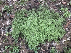 Anemonoides uralensis