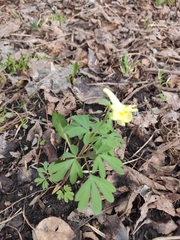 Corydalis bracteata
