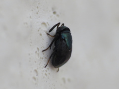 Eugahania fumipennis