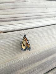 Danaus plexippus