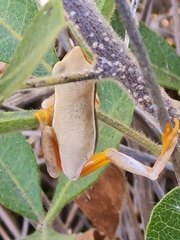 Hyperolius horstockii