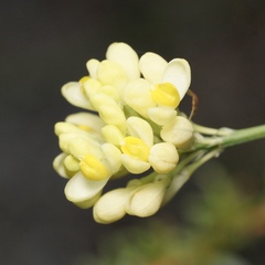 Comesperma flavum