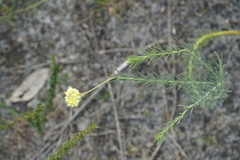 Comesperma flavum