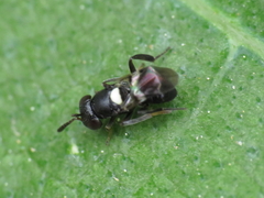 Encyrtus