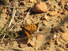 Pardopsis punctatissima