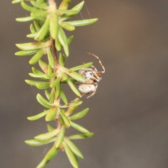 Stephanopis bicornis