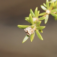 Stephanopis bicornis