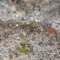 Actinotus omnifertilis