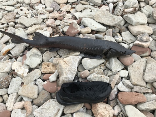European sturgeon (Acipenser sturio) — Acipenseridae