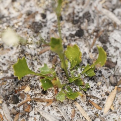 Actinotus omnifertilis