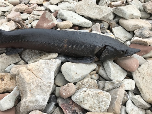 Steur (Acipenser sturio) — Acipenseridae — 2