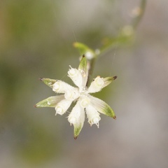 Actinotus omnifertilis