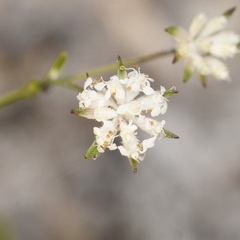 Actinotus omnifertilis