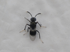 Homalotylus