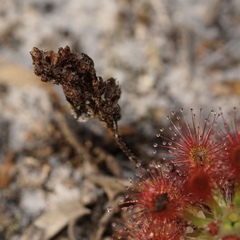 Drosera roseana
