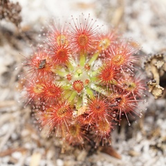 Drosera roseana